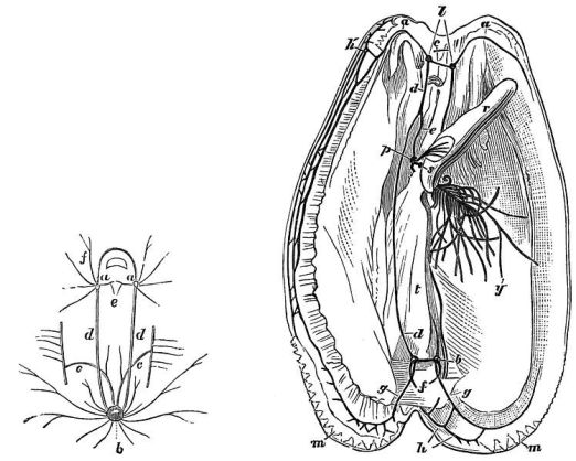 mussel nervous systerm.jpg