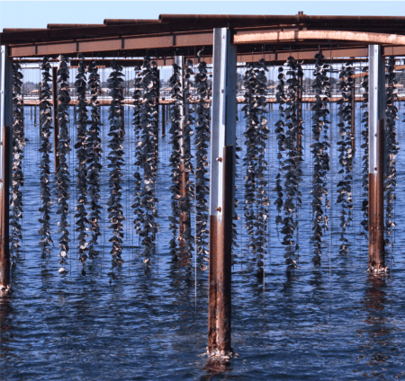 oyster farming.png