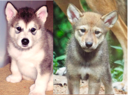 Screenshot 2020-06-15 at 08.16.23